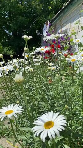 The video shows a close-up view of a garden bed filled with daisies. In the background, there are other flowers, including red and purple ones, and a building. The camera pans slowly across the flowers, focusing on their white petals and yellow centers. The lighting suggests it is daytime, with sunlight filtering through the leaves of trees in the background.
