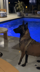 Dogs swim and socialize in Thailand afternoon scenes