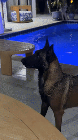 Dogs swim and socialize in Thailand afternoon scenes