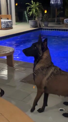 Dogs swim and socialize in Thailand afternoon scenes