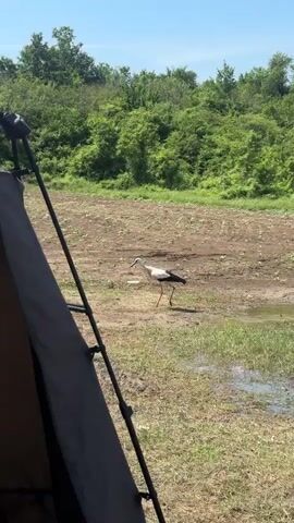 A white stork with black wings walks across a dry, brown field with patches of green grass and mud puddles. The stork bends its head down and pecks at an object on the ground, then walks further into the field. Lush green trees are visible in the background under a clear sky. A dark gray tent or cover is partially visible in the bottom left corner of the frame.