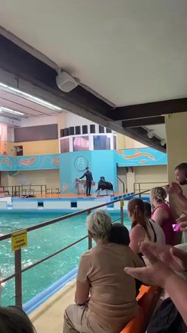 A sea lion performance is taking place in an indoor pool arena. The sea lion is performing tricks on a raised platform, standing on its hind flippers and balancing its front flippers. The trainer, dressed in a black wetsuit, is standing next to the sea lion, holding a bucket and giving cues. There is an audience in the foreground, seated and watching the performance. The backdrop of the performance area features a bright turquoise wall with a circular logo depicting three dolphins and an orange wave-like design. Above the backdrop, speakers are mounted on a structure that resembles a booth or control room. The pool water is a vibrant turquoise color. In the foreground, a yellow sign with text is attached to a railing.