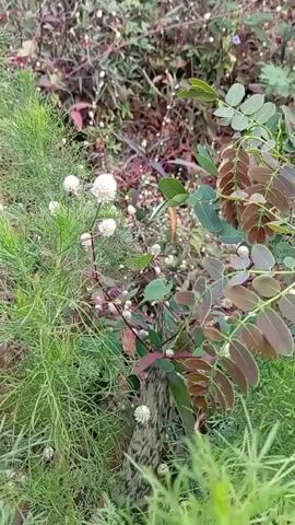 A handheld camera pans across a patch of green foliage. The plants are diverse, with feathery green leaves on the left and broader, reddish-brown leaves on the right. Small white flowers are scattered throughout the scene, some appearing as spherical clusters. The background is filled with more dense vegetation in shades of green and dark red, suggesting an outdoor natural setting. The lighting appears to be natural, possibly indicating daytime. There are no people or discernible actions taking place, only a static scene of plants and flowers.