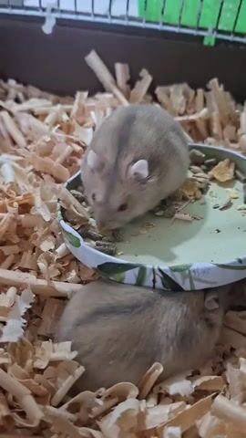 Two small, tan-colored hamsters are nestled together on a bed of wood shavings. One hamster is partially in a shallow, circular food dish that contains small brown pellets and bits of green material. The second hamster is positioned below and slightly to the right of the first, with its head resting on the wood shavings. The hamsters appear to be close together, possibly sleeping or resting. The background is blurred, but the presence of a wire cage top is discernible.