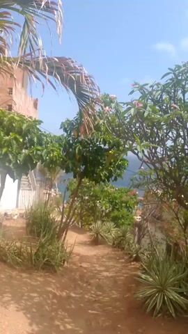 A handheld video pans across a dirt path lined with greenery. To the left, a building under construction with exposed brick and white siding is visible. A palm frond hangs over the path from the top left. The path leads towards a distant view of the ocean under a clear blue sky. Various plants, including agave-like succulents, grass, and trees with fruit, are present. Pink flowers are visible on a tree in the foreground. The video appears to be shot outdoors during the day.