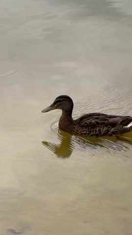 A duck swims in murky water, creating ripples. Its reflection is visible beneath it. The duck has brown and black plumage and a dark head. Its webbed feet paddle beneath the surface.