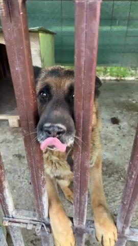 A close-up, vertical shot shows a medium-sized, brown and black dog standing on its hind legs, with its front paws resting on the metal bars of a brown gate or enclosure. The dog's head is pushed through the bars, and it is looking directly at the camera with its mouth slightly open, revealing its teeth. A small dog house or shelter is visible in the background behind the gate, partially obscured by a green tarp. The ground in the enclosure appears to be concrete or dirt.