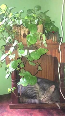 A tabby cat is sleeping on a wooden shelf beneath a large green plant. The cat is curled up and appears to be in deep sleep. The plant has many green leaves and vines that hang down around the cat. The shelf is made of dark wood and has an ornate design. The background is a light green wall. A white cord is visible on the right side of the frame.