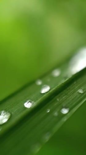 Nature photographer documents morning dew on flora in Lermontov