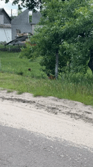 Everyday life on a semi-rural homestead with animals and kids