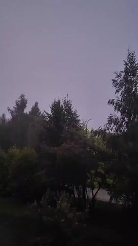 This is a vertical video of trees against a cloudy, pale gray sky. The trees are dark and appear dense, with varying heights. A single street lamp is visible between some of the trees. The lighting suggests it is either dawn or dusk, or a very overcast day. There are no people or animals visible.