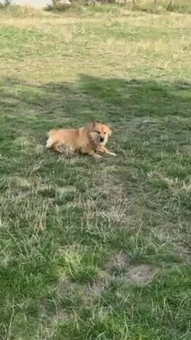 The video shows a small, light-brown dog sitting in a grassy field. The dog appears to be looking around. In the background, there are houses and trees. The sky is blue with some clouds. The dog appears to be sitting on a patch of grass that is partially dry.