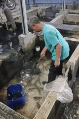 Tilapia harvest and processing at a Sumedang fish farm
