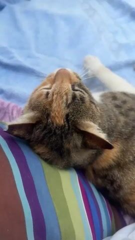 A calico cat is shown from behind and then from the side as it rests on a person's lap. The cat is predominantly brown and orange with black stripes. The person is wearing a white t-shirt. The background consists of a blue blanket and a striped pillow. The cat turns its head and nuzzles the person's arm.