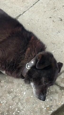 A dog with mostly black fur and a grey muzzle is lying on a concrete surface. The dog is wearing a brown collar with a silver ring. The dog appears to be sleeping.
