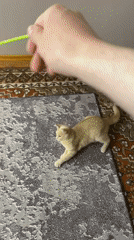 Cat plays with feather toy in Krasnoyarsk home