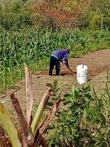 A person wearing a purple shirt and dark pants is digging in a field with a hoe. A large white bag is sitting next to them. The field is surrounded by green plants, including corn stalks. The ground is mostly dry and brown, with some patches of vegetation. The weather appears to be sunny, with trees and a hillside visible in the background. The person is focused on their work, digging into the soil.