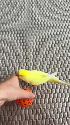 A bright yellow bird is shown interacting with an orange, hollow ball on a textured, grey surface. The bird pecks at the ball, which is being held on a person's open hand. The bird then hops onto the fingers of the hand. The scene is filmed from a close-up perspective.