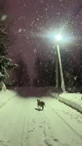 The video shows a dog running on a snowy road at night. Heavy snow is falling, illuminated by a street lamp. The road is lined with snow-covered banks and trees in the background. The dog is moving away from the camera. The light from the street lamp casts a strong glare in the direction of the camera.