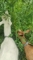 Goats browsing and climbing in a rural Sokolovo yard