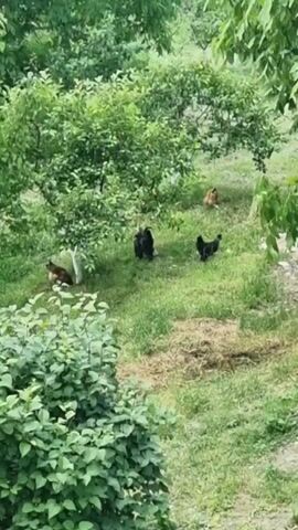 A flock of chickens is scattered across a grassy slope dotted with trees. In the foreground, a large bush with lush green leaves partially obscures the view. The middle ground features several chickens: a brown and white chicken is near the base of a tree with a white trunk, a black rooster stands prominently in the center, and a brown chicken is perched further up the slope. Another black chicken is visible to the right of the rooster, and a brown chicken is seated higher up on the right side of the frame. The background consists of dense green foliage. The scene appears to be outdoors, likely in a rural or garden setting, during daylight.