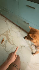 Shiba Inu's daily routine documented in Bulgarian home