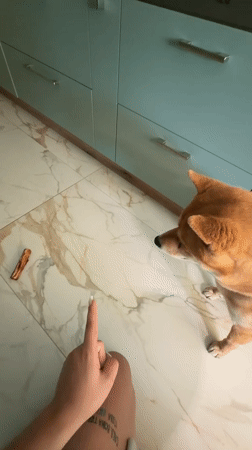 Shiba Inu's daily routine documented in Bulgarian home