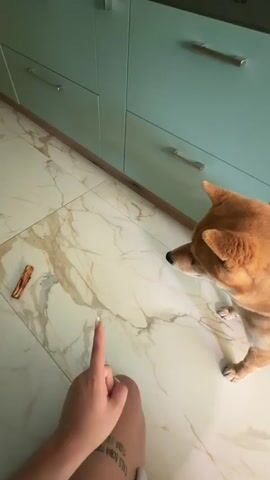 A shiba inu dog is sitting on a marble floor. A human hand is in the foreground pointing at a dog treat on the floor. The dog is looking at the treat and then lunges for it. The dog catches the treat in its mouth and runs off. The kitchen cabinets are visible in the background.