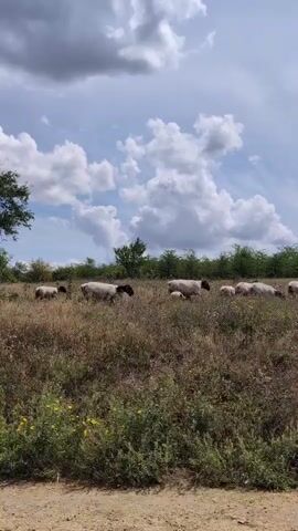 A flock of sheep grazes in a dry, grassy field under a cloudy sky. The sheep are predominantly white with black heads and legs. Some are standing, while others are bent over, eating grass. In the background, there is a line of trees and shrubs. The foreground shows a dirt path. The camera is static.