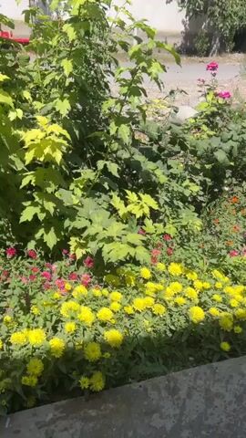 The video shows a garden with various flowers in bloom. The foreground is dominated by a large patch of bright yellow flowers, possibly chrysanthemums. Behind them, there are clusters of pink and magenta flowers, which appear to be zinnias. Further in the background, there are many orange flowers, also likely zinnias, mixed with green foliage. The lighting suggests it is daytime, possibly late morning or early afternoon, with sunlight casting shadows. The camera pans slowly from left to right, offering a view of the garden's density and variety of colors. The overall impression is of a vibrant and well-maintained flower bed.
