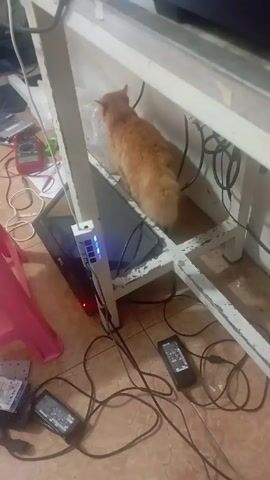 Here is a concise description of the scene depicted in the video:

The video shows an orange cat standing under a white desk, surrounded by electronic equipment and tangled cords.  On the floor are hard drives, two power adapters, and a mess of black cords. A small screen sits on a lower shelf of the desk, topped by a white device with blue lights.  To the left, partially visible, is a red multimeter and a pink plastic chair. The floor is covered in light brown tiles.