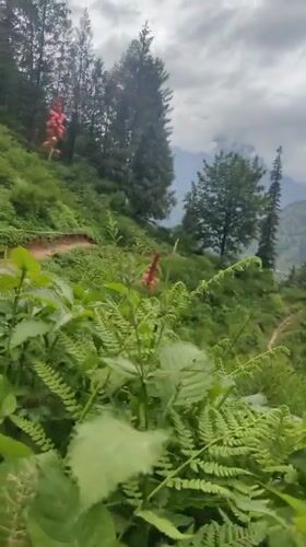 Overcast mountain greenery in Solang, India