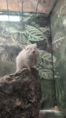 A white gerbil is perched on a rock in a glass enclosure. The gerbil is looking towards the camera. The background is a green, leafy pattern. The gerbil then turns its head to the right and its body follows, moving its front paws. The gerbil then looks to the left and its head goes down as if to groom. The gerbil then begins to clean its face.