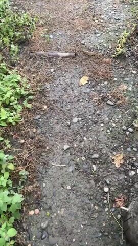 The video shows a muddy path with scattered gravel and dried grass. On the path, two chickens are walking away from the camera. The chicken in front is white, and the chicken behind it is black and white with a red comb and wattle, indicating it is a rooster. The surrounding environment is overgrown with green vegetation and dried grasses, suggesting an outdoor, possibly rural setting. There is a metal pipe lying on the ground near the beginning of the path. The footage is captured from a low angle, following the chickens as they move along the path.