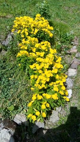 This media file captures a vibrant cluster of bright yellow flowers in a garden setting. The flowers are densely packed, creating a brilliant display of color against the green foliage. They appear to be in full bloom, suggesting a warm season. Scattered among the yellow blooms are a few smaller white flowers, adding a touch of delicate contrast.

The flowers are growing in what appears to be a raised garden bed, bordered by a rough line of stones and rocks. The ground surrounding the bed is covered in lush green grass and other wild vegetation, indicating a natural, possibly rural or suburban, outdoor environment. Sunlight is clearly illuminating the scene, casting shadows that suggest it is daytime, likely mid-morning or afternoon. The quality of the light and the clear visibility of details point to fair weather.

There are no people visible in the frame, and the focus is entirely on the natural beauty of the flora. The arrangement of the flowers and the surrounding greenery evokes a sense of peacefulness and the simple pleasures of nature. There is no visible text within the media file. The location context provided is Zhmerynka, Ukraine, which aligns with a setting that could host such a garden.