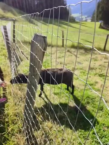 The video begins with a close-up of a wire fence in the foreground. Beyond the fence, a dark-colored sheep is visible in a grassy field. In the background, there are trees, a ski lift, and mountains. The camera then pans out and to the right, revealing more of the hilly landscape with scattered trees and more sheep grazing in the fields. The sky is blue with some white clouds. The video shows a scenic mountain view with sheep grazing on a grassy slope.