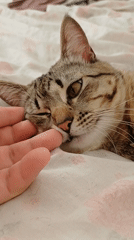 Person pets tabby cat on bed in Curitiba