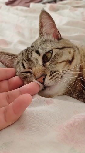 Person pets tabby cat on bed in Curitiba