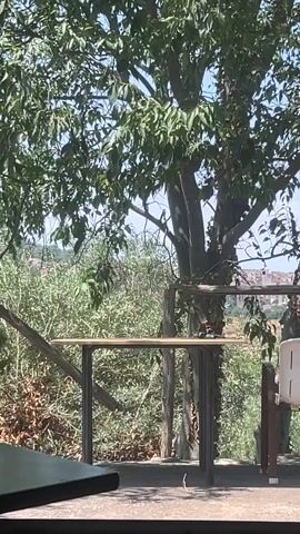 A time lapse video shows a view of trees, a table, and a distant town under a clear sky. The sun shines on the trees and the landscape. The table is empty.