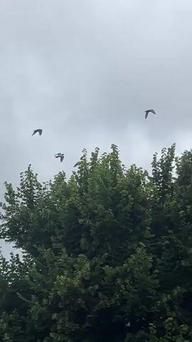 The video begins with a view of a cloudy sky above a lush green tree canopy. Several birds are seen flying in the sky. The camera then pans to the right, revealing the top of a multi-story building. Birds are perched on the rooftop and flying around it. A chimney with red graffiti on it is visible, along with a television antenna. More birds are seen on the edge of the rooftop. The camera continues to pan right, showing more of the building's facade with several windows. The trees continue to frame the scene on the left and right sides. The sky remains overcast throughout the video.