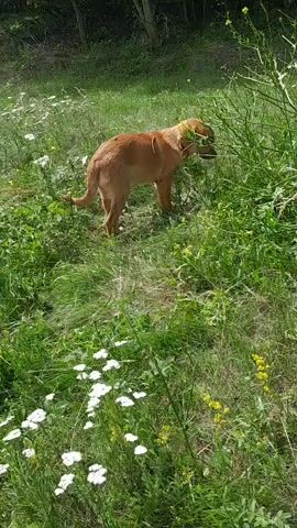 In a grassy field dotted with white wildflowers and taller green plants, a small, reddish-brown dog is exploring. The dog is the primary subject and is seen from the side and from behind as it moves through the vegetation. It appears to be sniffing or eating some of the plants. The setting is a natural outdoor environment, likely a meadow or field, with trees visible in the background, suggesting a rural or woodland edge location. The lighting indicates it is daytime, likely sunny, given the brightness and the shadows. The overall mood is peaceful and natural, focusing on the dog's interaction with its environment. There is no visible text in the media.