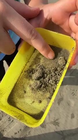 A close-up shot shows a person's hands holding a yellow plastic container filled with sand. A finger is seen gently pressing into the sand, with grains of sand sticking to it. The sand appears to be wet and contains small dark specks. The background suggests an outdoor environment, possibly a beach, with a sandy surface visible.
