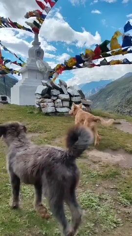 The video shows two dogs and two people near a white stupa adorned with colorful prayer flags. The stupa is surrounded by a low stone wall and sits on a grassy hill with mountains in the background under a cloudy blue sky. One dog, a darker, shaggier breed, is in the foreground facing away from the camera and walks to the left. Another dog, a golden retriever, is further back, facing the stupa and looking to the right. Two people are partially visible to the left of the stupa. One person, wearing an orange shirt, is walking towards the right. Another person in a white shirt is behind them. The camera is positioned at ground level, capturing the scene from a low angle.