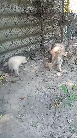 The video shows two cats interacting near a chain-link fence. One cat, appearing lighter in color and smaller, is positioned on the left side of the frame, facing the right. The second cat, larger and with darker tabby markings, is on the right, facing left. The larger cat's tail is raised, and its body is angled towards the smaller cat. Both cats are on a dirt and gravel surface, with some dry vegetation and twigs scattered around. The fence runs horizontally across the background, with a textured wall visible behind it. Sunlight casts shadows on the ground. The cats appear to be engaged in an interaction, possibly a territorial dispute or play.