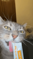 Gray tabby enjoys a chicken treat packet in Barcelona