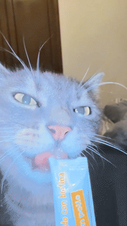 Gray tabby enjoys a chicken treat packet in Barcelona