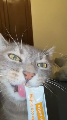 Gray tabby enjoys a chicken treat packet in Barcelona