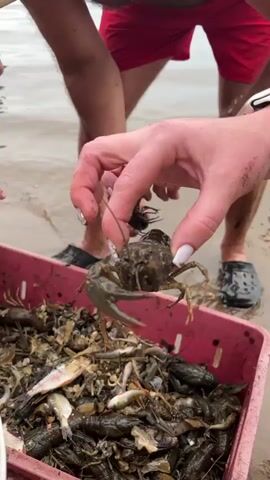 The video shows a close-up of several hands holding and interacting with a collection of crayfish and small fish. The crayfish are dark green to brown and appear to be alive. The hands are of different individuals, with some wearing nail polish. One person is holding a crayfish up to the camera, while others are touching them or pointing at them. In the background, there are blurry figures of people in casual clothing, including red shorts. A pink plastic crate filled with crayfish and fish is also visible. The environment appears to be outdoors, possibly near a body of water, with some wet sand or mud on the ground. The overall impression is of people examining a recent catch of aquatic creatures.