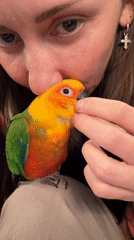 Woman shares affectionate moments with Sun Conure parrots in Khimki