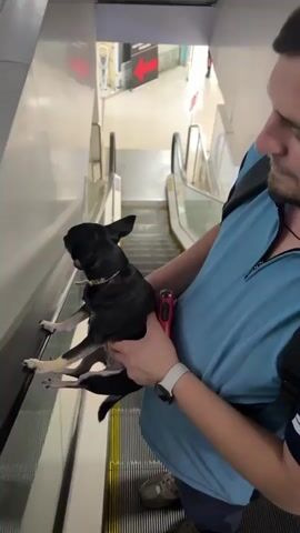 A person is holding a small black dog on an escalator. The dog is sitting on the person's lap, facing left, with its paws resting on the escalator's handrail. The person is wearing a blue shirt and a watch on their left wrist. The escalator is moving downwards, and there are other escalators visible in the background, along with some signage. The overall scene appears to be indoors, possibly in a shopping mall or public building.